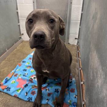 Mixed Breed Dogs Available for Adoption - Josephine | PetCurious