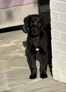 Black Labrador Retriever Dogs Available for Adoption - Otis | PetCurious
