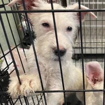 Snowball -  Mixed Breed Dog for Adoption in Port Charlotte, Florida - Snowball | PetCurious