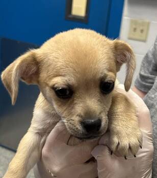 Mert -  Chihuahua and Terrier Dog for Adoption in Golden, Colorado - Mert | PetCurious