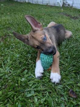 Rescue Siberian Husky and Labrador Retriever Dogs for Adoption in Casselberry, Florida - Spyder | PetCurious
