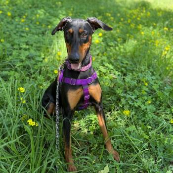 Nyx -  Doberman Pinscher Dog for Adoption in Goleta, California - Nyx | PetCurious