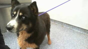 THOR -  Siberian Husky Dog for Adoption in Charlotte, North Carolina - THOR | PetCurious