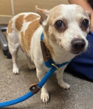 Mochi -  Chihuahua and Mixed Breed Dog for Adoption in Honolulu, Hawaii - Mochi | PetCurious