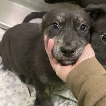 Labrador Retriever and Husky Dogs Available for Adoption - Charlotte | PetCurious