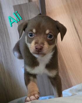 Australian Shepherd and Chihuahua Dogs Available for Adoption in Aurora, Illinois - Ali | PetCurious