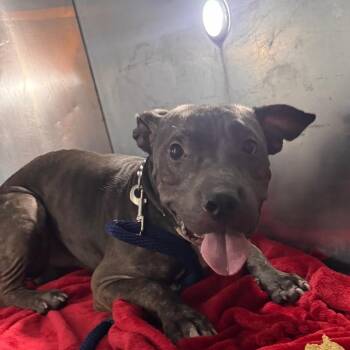 Chewcken Nugget -  Pit Bull Terrier Dog for Adoption in Philadelphia, Pennsylvania - Chewcken Nugget | PetCurious