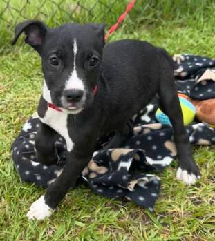 Crockett -  Labrador Retriever Dog for Adoption in Tarrytown, Georgia - Crockett | PetCurious