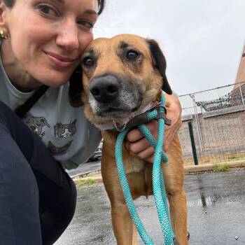 Naida -  Mixed Breed Dog for Adoption in Wheeling, Illinois - Naida | PetCurious
