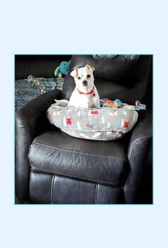 Chip -  Chihuahua Dog for Adoption in Lake Geneva, Wisconsin - Chip | PetCurious