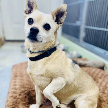 Rescue Chihuahua Dogs for Adoption in Lebanon, Missouri - Tanner | PetCurious