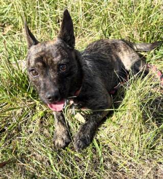 Rescue Yorkshire Terrier Dogs for Adoption in New Windsor, New York - Daisy | PetCurious