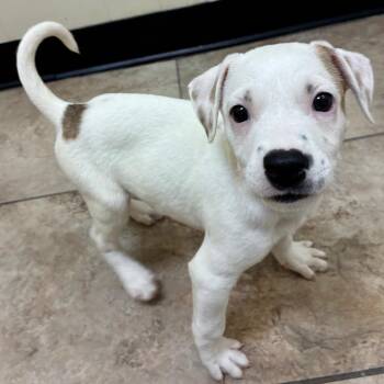 Apple -  Hound Dog for Adoption in Tulsa, Oklahoma - Apple | PetCurious