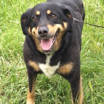 Labrador Retriever and Hound Dogs Available for Adoption in Morristown, New Jersey - Vera | PetCurious