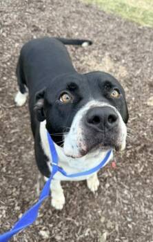 Pit Bull Terrier and Mixed Breed Dogs Available for Adoption - Sal | PetCurious