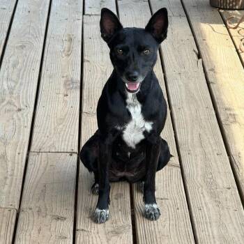 Roxy -  Australian Kelpie Dog for Adoption in Chatham, New Jersey - Roxy | PetCurious