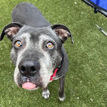 Tasha -  Pit Bull Terrier Dog for Adoption in Philadelphia, Pennsylvania - Tasha | PetCurious
