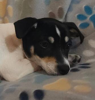 Rat Terrier Dogs Available for Adoption in Houston, Texas - Aura Jean | PetCurious