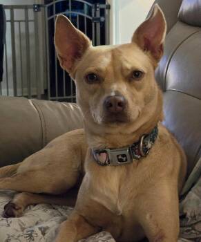 Lizotte BR13110-T -  Chihuahua and Whippet Dog for Adoption in Missouri City, Texas - Lizotte BR13110-T | PetCurious