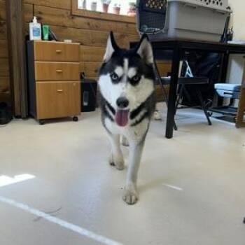 Rescue Siberian Husky Dogs for Adoption in Bridgeport, California - Cleo | PetCurious