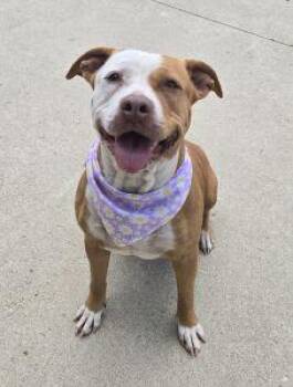 Apalla -  Pit Bull Terrier Dog for Adoption in Bucyrus, Ohio - Apalla | PetCurious