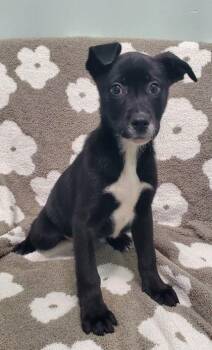 Labrador Retriever Dogs Available for Adoption - Fern (6903) | PetCurious