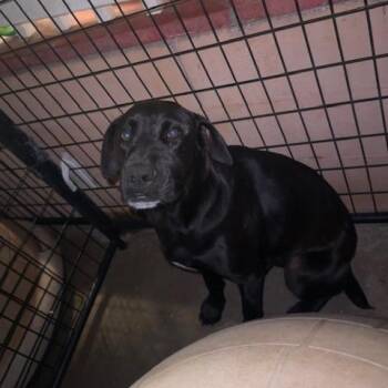 Black Labrador Retriever Dogs Available for Adoption in Enterprise, Alabama - Midnight | PetCurious
