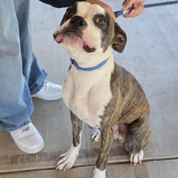 Capo -  Boxer and Pit Bull Terrier Dog for Adoption in Ojai, California - Capo | PetCurious