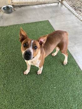 Phoenix -  Cattle Dog and Pit Bull Terrier Dog for Adoption in Fayetteville, Arkansas - Phoenix | PetCurious