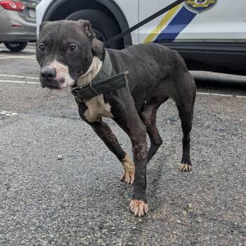 Julia -  Mixed Breed Dog for Adoption in Philadelphia, Pennsylvania - Julia | PetCurious