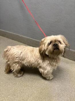 KUSHMA -  Shih Tzu and Lhasa Apso Dog for Adoption in Las Vegas, Nevada - KUSHMA | PetCurious