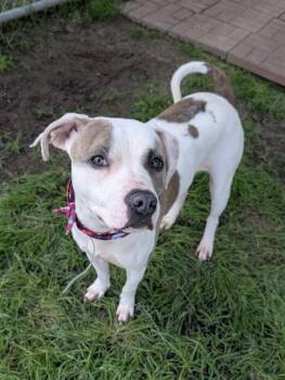 Rescue Staffordshire Bull Terrier Dogs for Adoption in Houston, Texas - LAYS | PetCurious