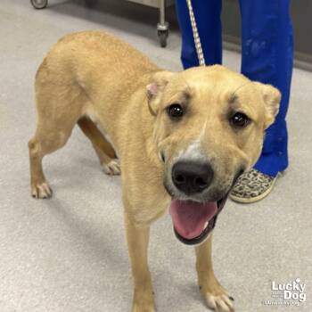 Yellow Labrador Retriever Dogs Available for Adoption in Washington, District Of Columbia - Flo | PetCurious