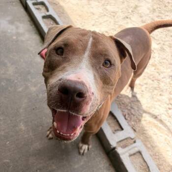 American Bully Dogs Available for Adoption in Vaughan, Ontario - Turtle | PetCurious