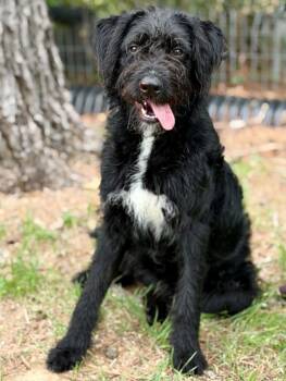 Goldendoodle Dogs Available for Adoption in Brunswick, Maine - Smokey | PetCurious