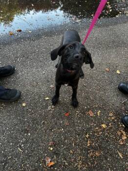 Andy -  Labrador Retriever Dog for Adoption in Mobile, Alabama - Andy | PetCurious