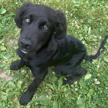 Salem -  Mixed Breed Dog for Adoption in East Hanover, New Jersey - Salem | PetCurious