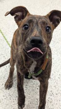 Andarna -  Mixed Breed Dog for Adoption in Atlanta, Georgia - Andarna | PetCurious