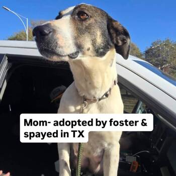 Anatolian Shepherd and Mixed Breed Dogs Available for Adoption in Parker, Colorado - 528 (2026) Cici | PetCurious