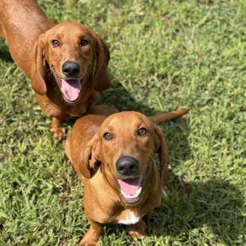 Peter Pan -  Basset Hound and Mixed Breed Dog for Adoption in Brownsboro, Alabama - Peter Pan | PetCurious