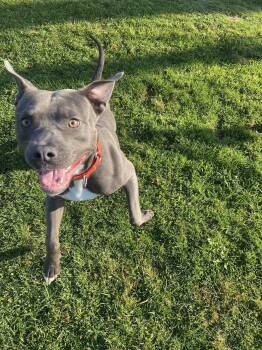 Rescue Pit Bull Terrier and American Staffordshire Terrier Dogs for Adoption in Eastpointe, Michigan - Pez! | PetCurious