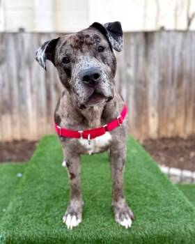 Eclipse -  Mixed Breed Dog for Adoption - Eclipse | PetCurious