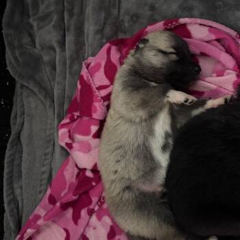 Mixed Breed Dogs Available for Adoption - Nacho | PetCurious