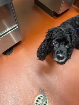 Rescue Mixed Breed Dogs for Adoption in Douglasville, Georgia - Babar | PetCurious