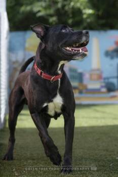 Tobias -  Labrador Retriever and Mixed Breed Dog Available for Adoption in Savannah, Georgia - Tobias | PetCurious