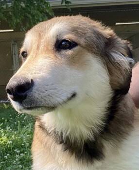 Moon -  Shepherd Dog for Adoption in Glasgow, Kentucky - Moon | PetCurious