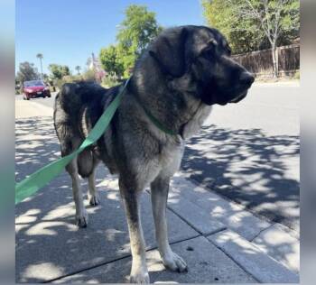 Tollie -  Anatolian Shepherd Dog for Adoption in San Diego, California - Tollie | PetCurious