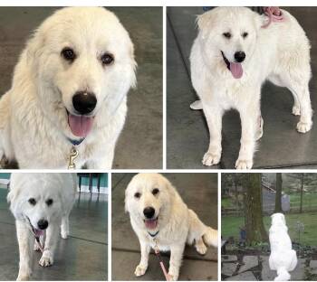 mazzy -  Great Pyrenees Dog for Adoption in Pittsburgh, Pennsylvania - Mazzy | PetCurious