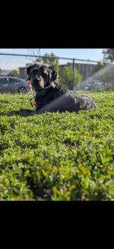 Poodle Dogs Available for Adoption - Malachi | PetCurious