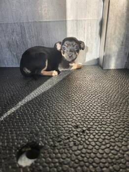 Chihuahua Dogs Available for Adoption - ADAMS | PetCurious